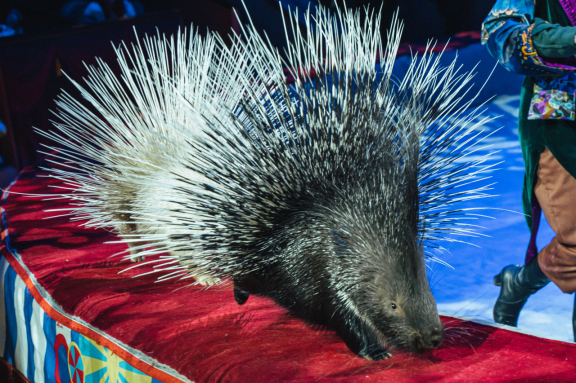 &ZHcy;&acy;&rcy;-&pcy;&tcy;&icy;&tscy;&acy;