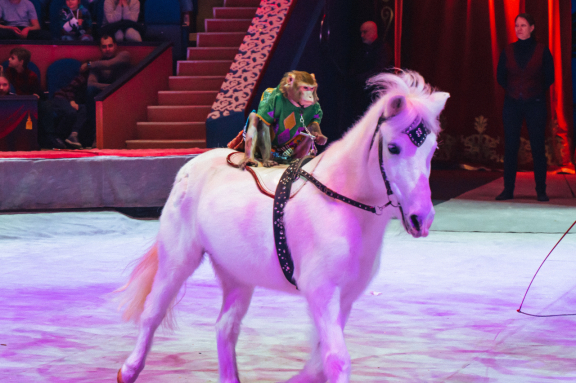 &ZHcy;&acy;&rcy;-&pcy;&tcy;&icy;&tscy;&acy;