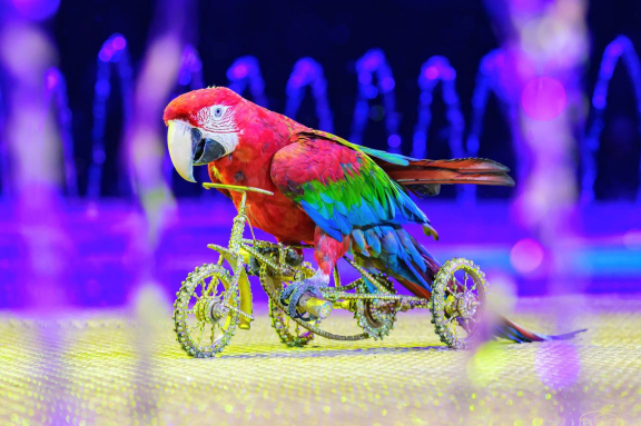 &Pcy;&rcy;&icy;&ncy;&tscy; &tscy;&icy;&rcy;&kcy;&acy;